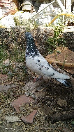 નર છે કંલશરો ઘેરી ડોકનો