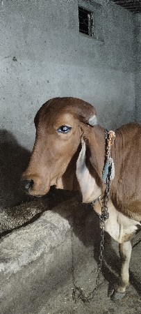 hodki 1.5 varash ni se