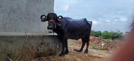 थंबनेल 2