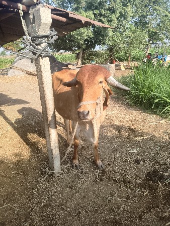 ગાય વેચવાની છે