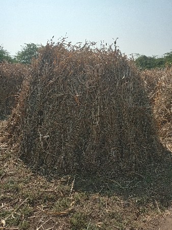 જુવાર નો સારો