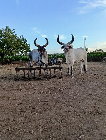 થંબનેલ 3