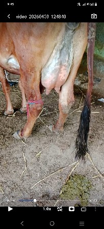 ગાય વેચવાની છે