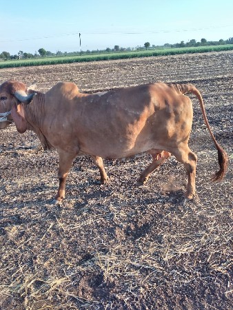 ગાય વેચવાની છે