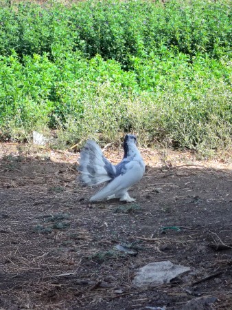 थंबनेल 2