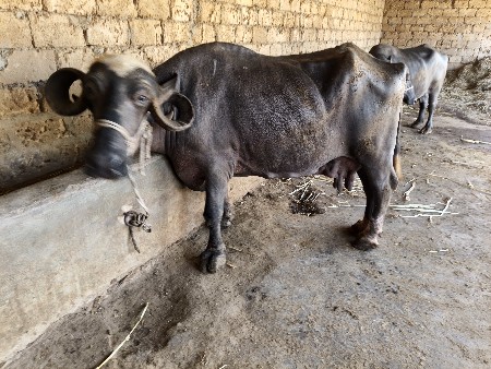 થંબનેલ 6