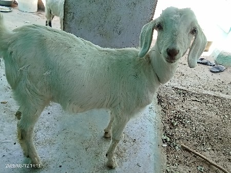 थंबनेल 2