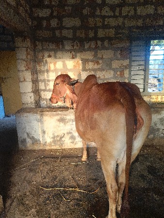 ગાય વેચવાની છે