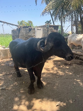 ભેંસ બીજૂ વેતર