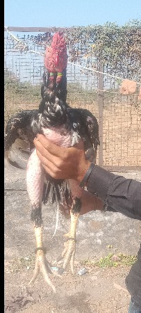 થંબનેલ 3