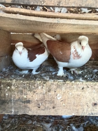 કબુતર વેચવાના છે