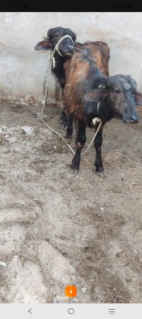 थंबनेल 2