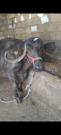 थंबनेल 2