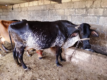 થંબનેલ 3