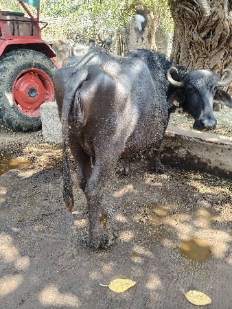 थंबनेल 3