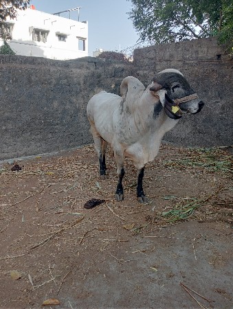 थंबनेल 3