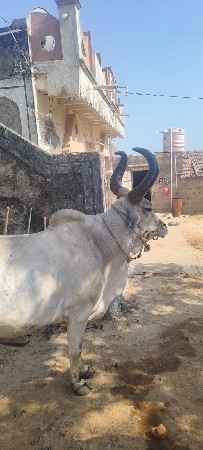 બળદ વેચવાનો છે.