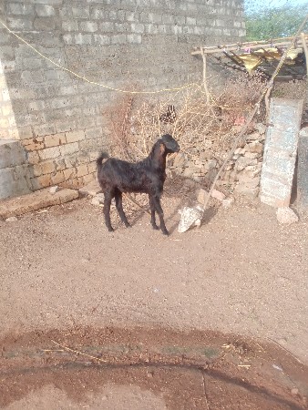 બોકડોવેશવાનોછે