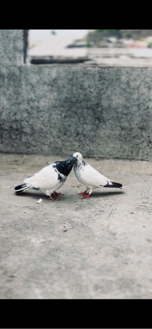 આ જોડી વાહચવાની છે