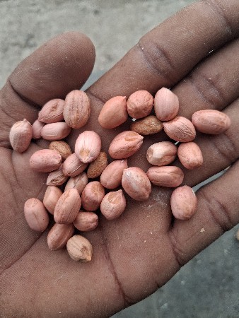 GG 35 સોરઠ ગોલ્ડ મગફળી બિયારણ