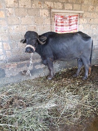 ભેંસ વેચવાની છે