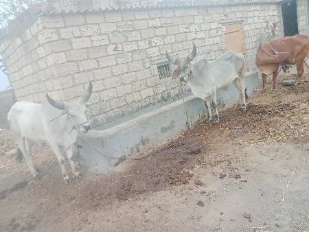 ગોઢલા વેચવાના છે