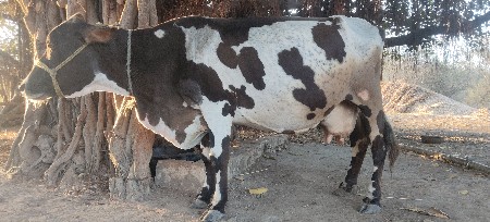 ગાય વેચવાની છે