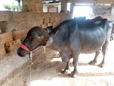 ભેંસ વેચવાની છે