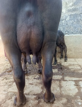 ખડૅલી વૅચવાની છૅ