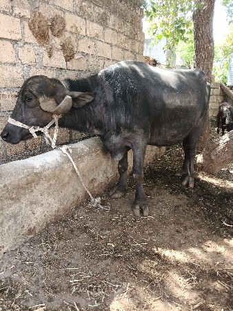 थंबनेल 2