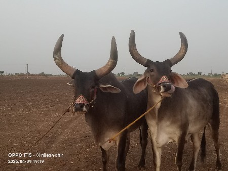 બળદ ની બે છોડી વેચવાની છે
