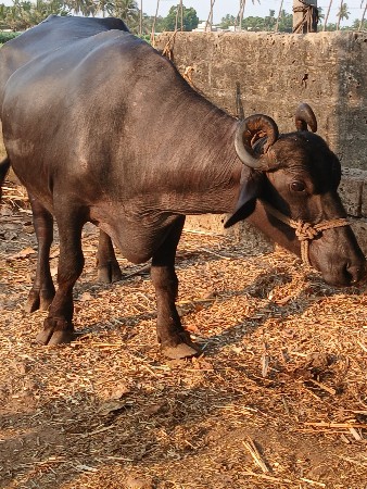 બન્ની ભેંસ વેચવાની છે