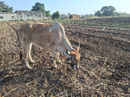 દેશી ગોધલા