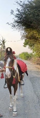 ઘોડી વેચવા ની સે