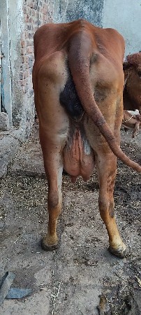 થંબનેલ 6