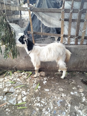 બકરો વેચવાનો છે