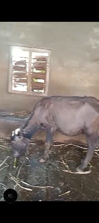 એક પાડી ને એક પાડો
ગીર સોમનાથ