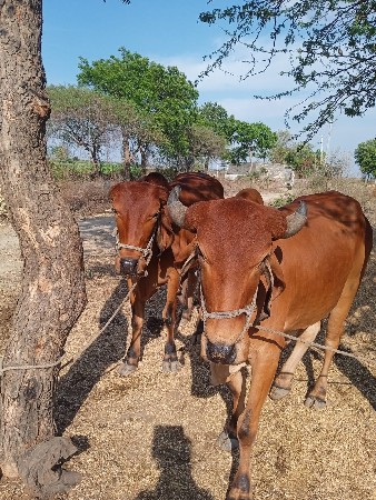 थंबनेल 3