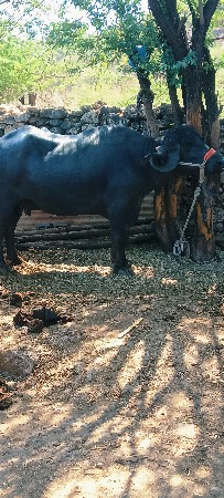 थंबनेल 2