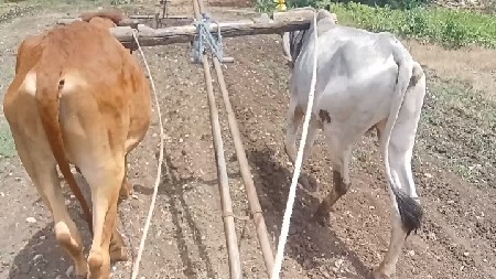 ગોઢલા વેચવાના છે