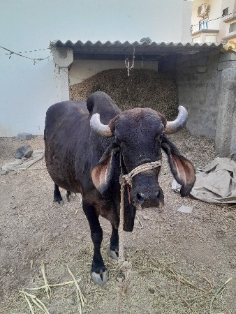 थंबनेल 3