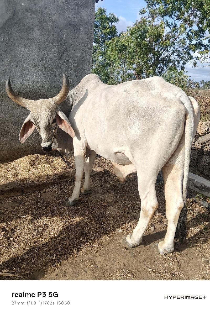 આવો બળદ લેવાનો છે