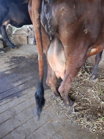 જર્સી ગાય છે