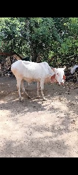 વેચવાની સે