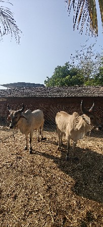 વેચવાના છે