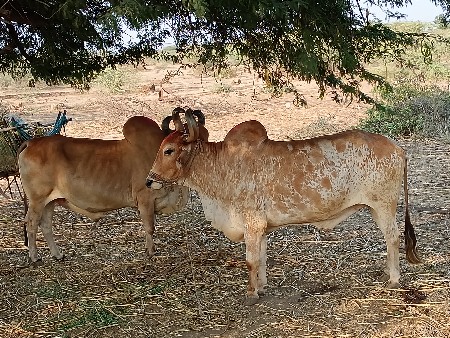 સાવસોજાસે