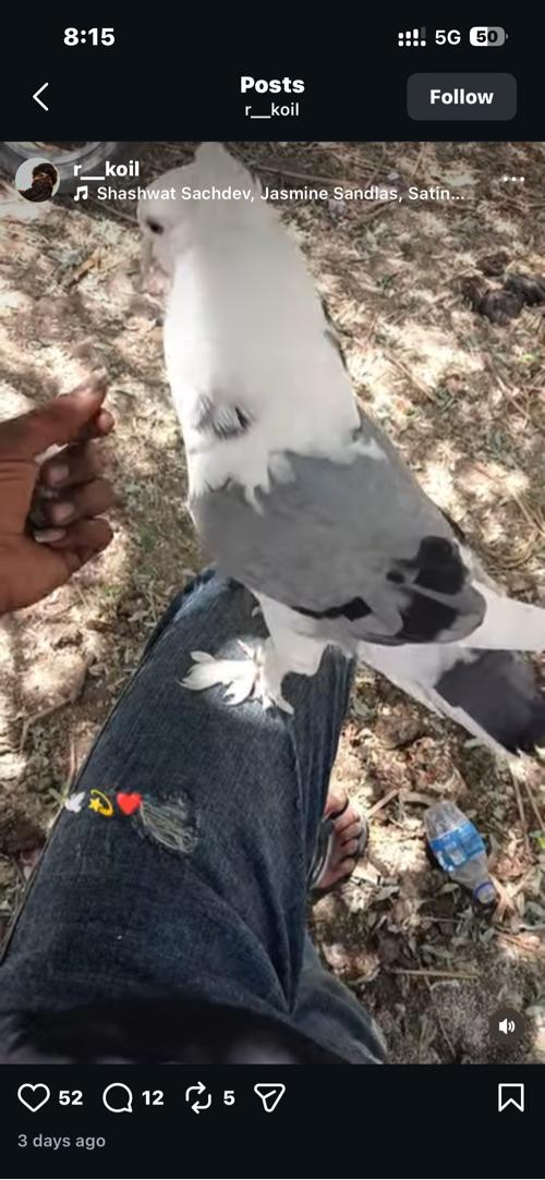 લેવાનુ છે શીખડુ કબૂતર
