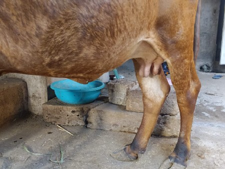 ગાય વેચવાની છે