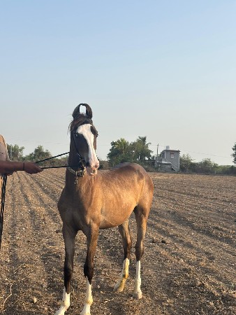 થંબનેલ 2