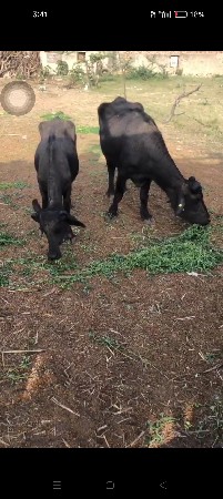 6 બન્ની નશલ ખડેલી